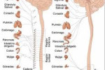 Sistema nervioso simpatico y parasimpatico